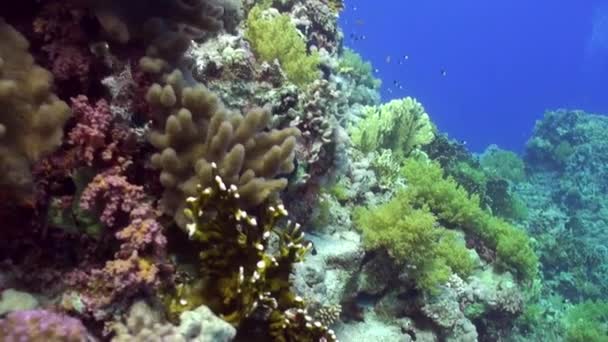 Escola de peixes relaxar subaquático Mar vermelho . — Vídeo de Stock