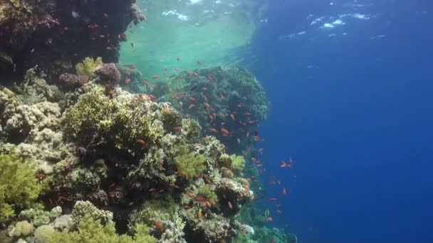 Розслабтеся під водою Червоного моря. — стокове відео