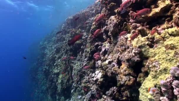 Escola de peixes de olhos grandes solderfish myripristis murdjan subaquático Mar vermelho . — Vídeo de Stock