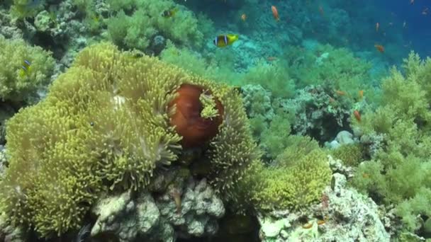 Peces payaso en Magnifica anémona Stichodactylidae bajo el agua Mar Rojo . — Vídeos de Stock