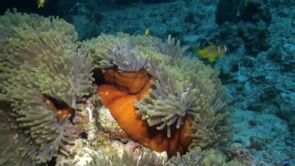 Clown fish in Magnificent anemone Stichodactylidae underwater Red sea. — Stock Video