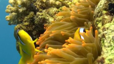 Stichodactylidae muhteşem anemone ve sualtı Red Sea'deki/daki palyaço balık.