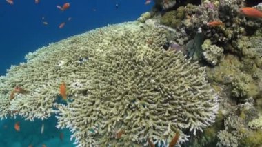 Sualtı Red sea relax.