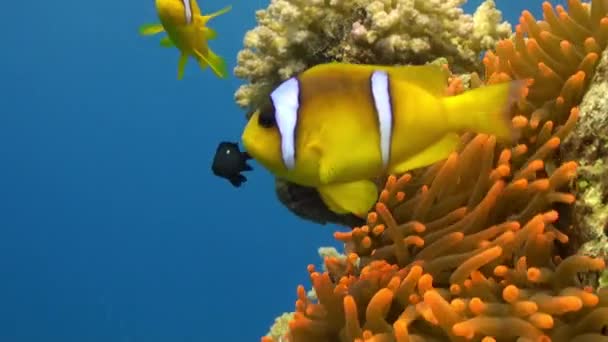 Stichodactylidae herrliche Anemonen und Clownfische im roten Unterwasser-Meer. — Stockvideo