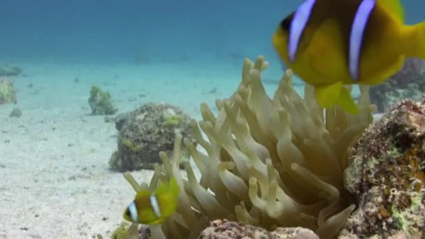 Stichodactylidae muhteşem anemone ve sualtı Red Sea'deki/daki palyaço balık. — Stok video