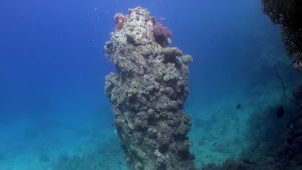 Розслабтеся під водою Червоного моря. — стокове відео