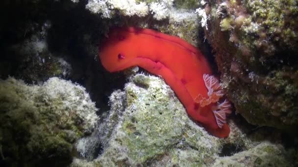 Rode Spaanse danseres Nudibranchia zeeslak onderwater op zanderige bodem. — Stockvideo