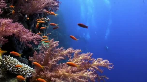 Scuba diving near school of fish in coral reef relax underwater Red sea. — Stock Video