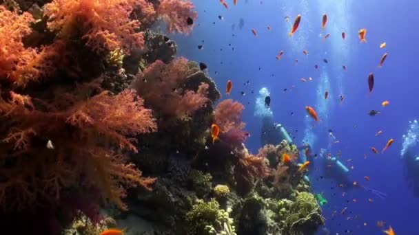 Scuba diving near school of fish in coral reef relax underwater Red sea. — Stock Video