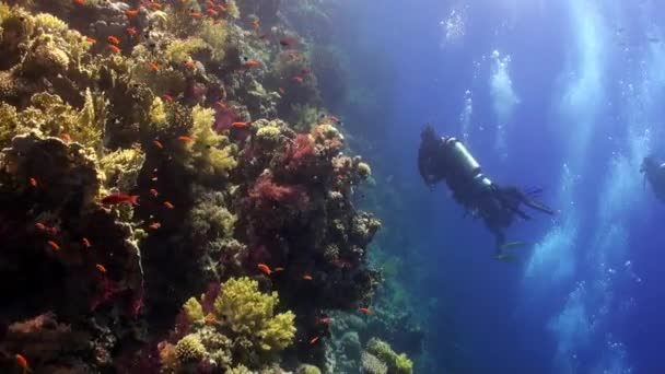 Buceo cerca de la escuela de peces en el arrecife de coral relajarse bajo el agua Mar Rojo . — Vídeo de stock