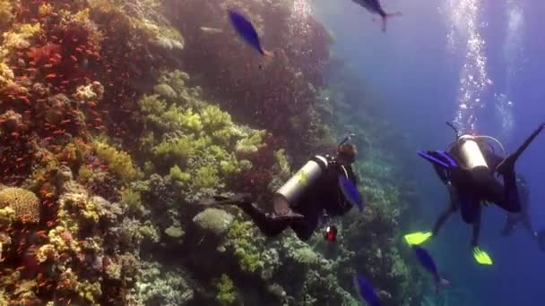 Dykning nära fiskstim i korallrev koppla undervattens Röda havet. — Stockvideo
