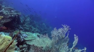 Tüplü dalış mercan resif sualtı Red Sea'deki/daki balık sürüsü yakınındaki.