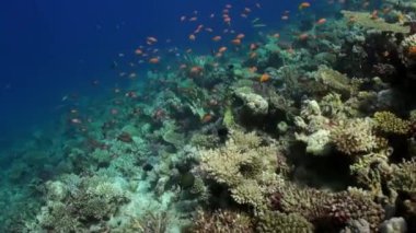 Red Sea'deki/daki güzel lagün arka plan üzerinde parlak turuncu renk balık sürüsü.