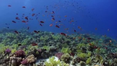 Balık sürüsü sualtı Red sea relax.