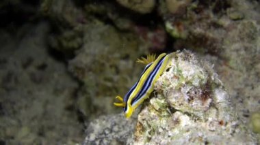 Omurgasızını slug verrucosa sualtı deniz yatağı üzerinde.