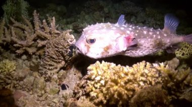 Kızgın kirpi fishe resif üzerinde yüzmek.