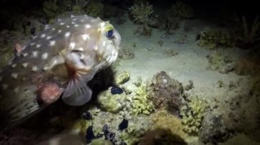 Kızgın kirpi fishe resif üzerinde yüzmek.