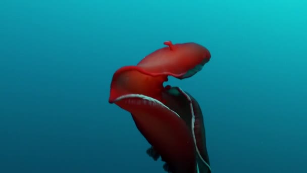 Rode Nudibranchia zeeslak Spaanse danseres Hexabranchus sanguineus onderwater. — Stockvideo