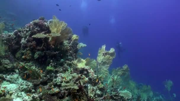 Buceo cerca de la escuela de peces en el arrecife de coral bajo el agua Mar Rojo . — Vídeo de stock