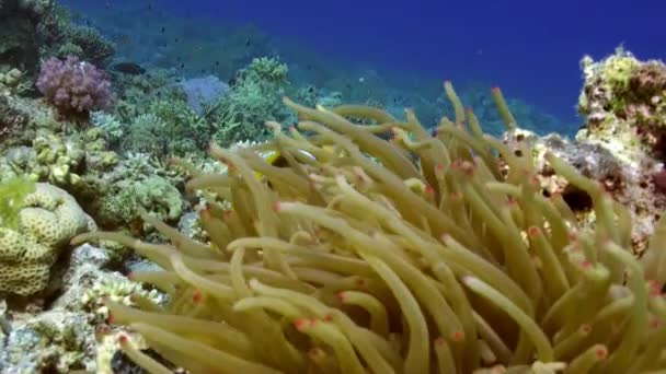 Stichodactylidae herrliche Anemonen und Clownfische im roten Unterwasser-Meer. — Stockvideo