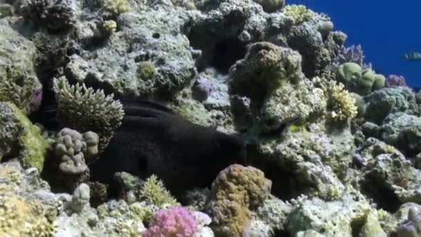 Gran morena enojada nadar en el arrecife en busca de comida . — Vídeos de Stock