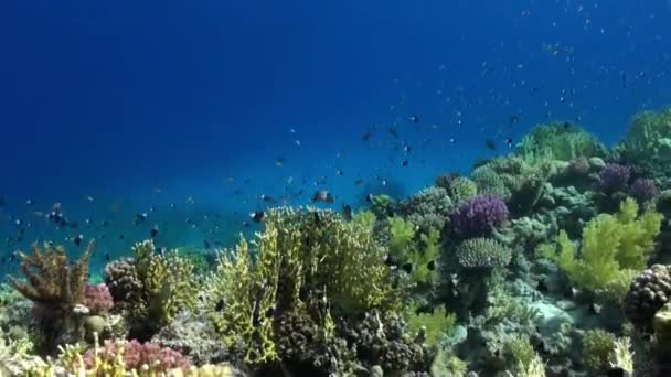 School van vis pomacentridae Bicolor trekker op rif onderwater rode zee. — Stockvideo