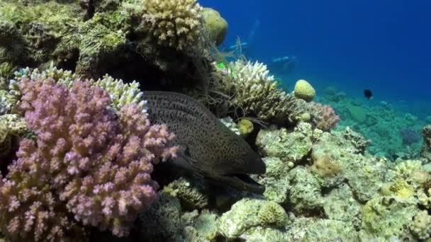 Large angry moray swim on reef in search of food. — Stock Video