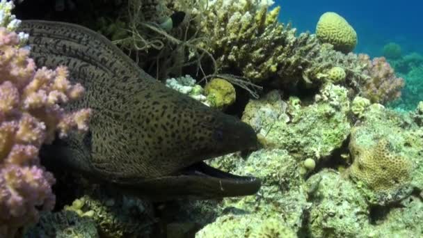 Stora arga moray simma på revet på jakt efter mat. — Stockvideo