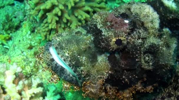 Stonefish scorpionfish scorpaenopsis barbata çok zehirli su altında sakallı. — Stok video