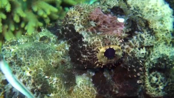 Pesce pietra scorfano barbuto scorpaenopsis barbata molto velenoso sott'acqua . — Video Stock