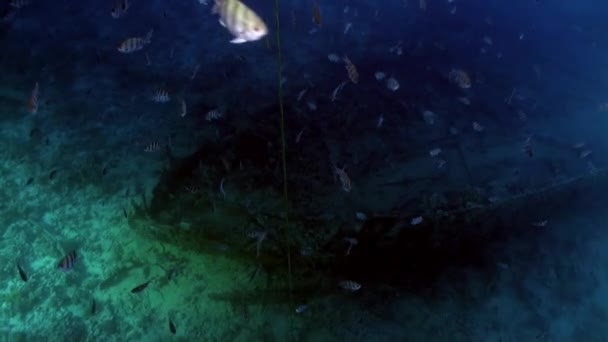 Pesce pappagallo Scarus sott'acqua Mar Rosso . — Video Stock
