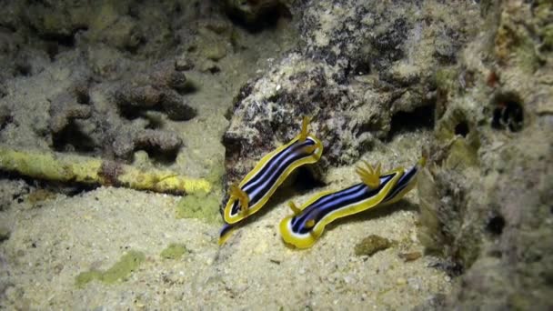 Limace nudibranche verruqueuse sur fond marin sous-marin . — Video