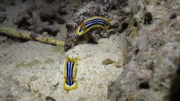 Verrucosa babosa nudista en el fondo marino bajo el agua . — Vídeo de stock