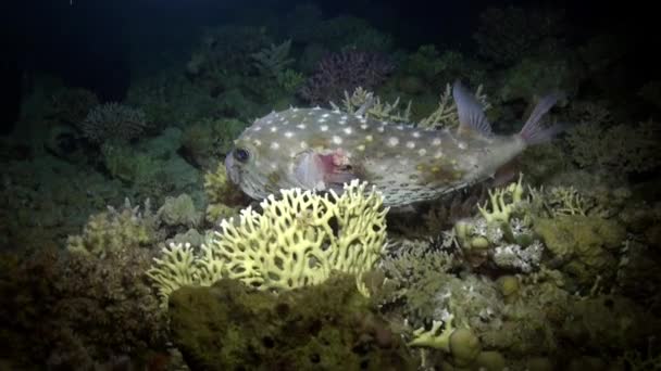 Boos Porcupine onderwaterfotografen zwemmen op rif. — Stockvideo