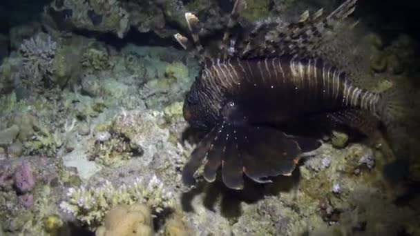 Striped poisonous fish Common lionfish Pterois volitans on bottom of Red sea. — Stock Video