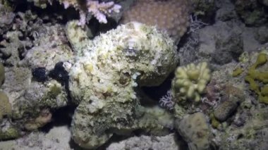 Ahtapot Aeginae sualtı Kızıldeniz.