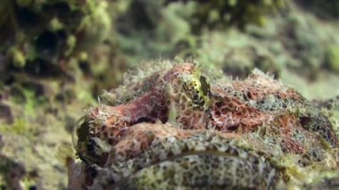 Stonefish scorpionfish scorpaenopsis barbata çok zehirli su altında sakallı.