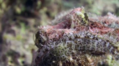 Stonefish scorpionfish scorpaenopsis barbata çok zehirli su altında sakallı.