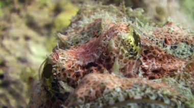 Stonefish scorpionfish scorpaenopsis barbata çok zehirli su altında sakallı.