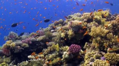 Mercan resif sualtı Red Sea'deki/daki parlak turuncu renk balık sürüsü.