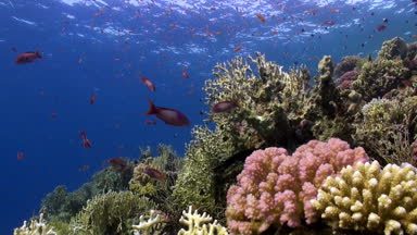 Mercan resif sualtı Red Sea'deki/daki parlak turuncu renk balık sürüsü.