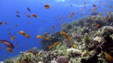 Mercan resif sualtı Red Sea'deki/daki parlak turuncu renk balık sürüsü.