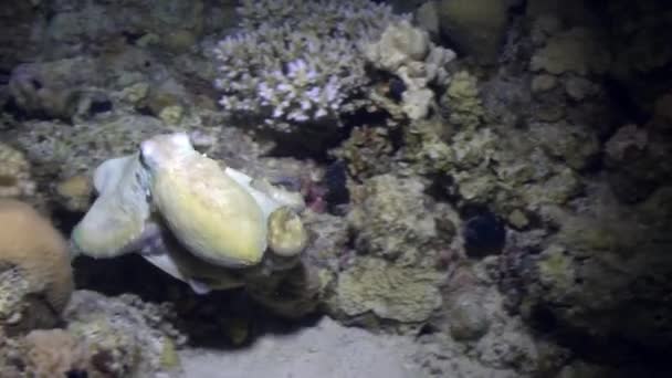 Octopus Aeginae onderwater rode zee. — Stockvideo