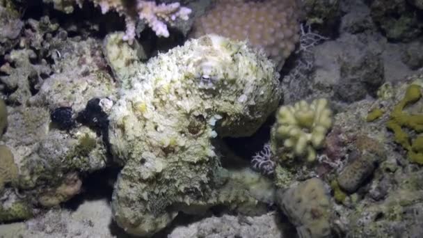 Octopus Aeginae sous-marin Mer Rouge .