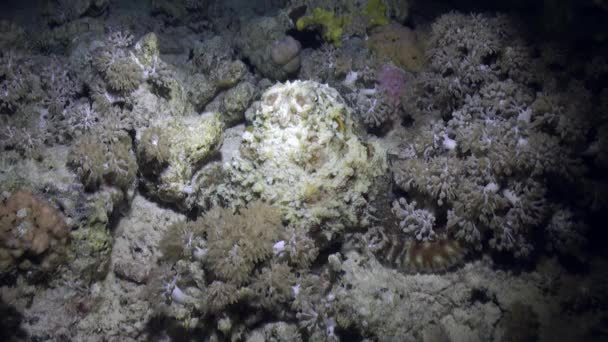 Octopus Aeginae pod vodou Rudého moře. — Stock video