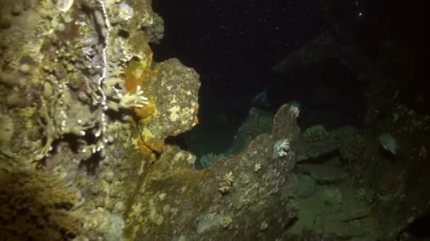 Détendez-vous sous l'eau Mer Rouge .