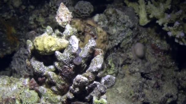 Relaxe subaquático Mar Vermelho . — Vídeo de Stock