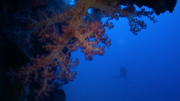 Koppla av undervattens Röda havet. — Stockvideo