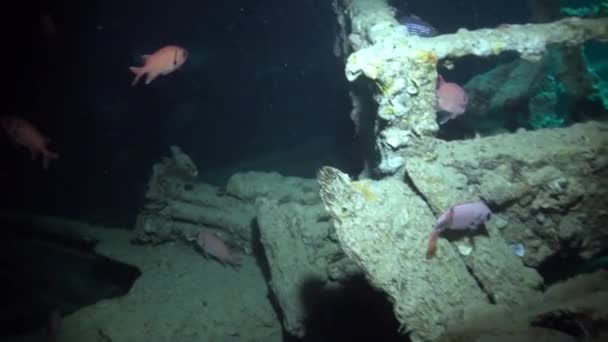 Подводное плавание возле затонувшего корабля ржавое судно . — стоковое видео