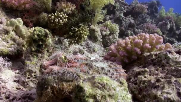 鮋胡子 scorpionfish scorpaenopsis 莲非常有毒水下. — 图库视频影像